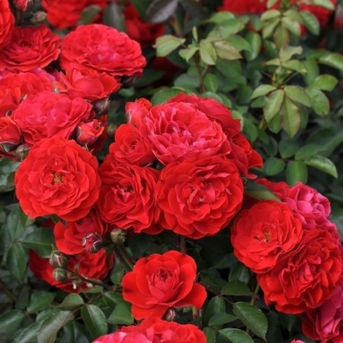 Orange - Rosier aux fleurs anglaises - rosier à haute tige - buissonnant